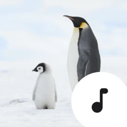 Icône de Penguin Sounds & Calls