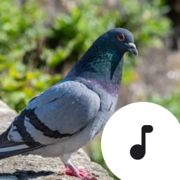 Значок Pigeon Sounds & Cooing
