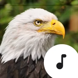 Bald Eagle Calls & Screams 아이콘