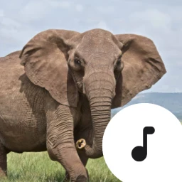 Elephant Trumpet Sounds
